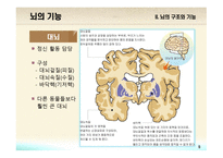 교육심리학 뇌의 구조와 기능-8