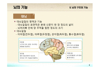 교육심리학 뇌의 구조와 기능-9