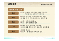 교육심리학 뇌의 구조와 기능-10