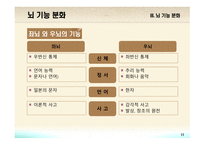 교육심리학 뇌의 구조와 기능-11