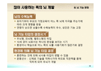 교육심리학 뇌의 구조와 기능-12