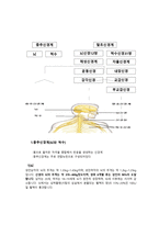 신경계 요약 레포트-4