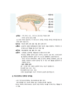신경계 요약 레포트-5
