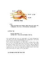 신경계 요약 레포트-6