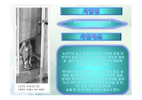 독거노인의 성공적인 노년기-3