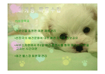 애견 헬스클럽 사업계획서-6