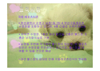 애견 헬스클럽 사업계획서-7