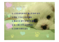 애견 헬스클럽 사업계획서-9