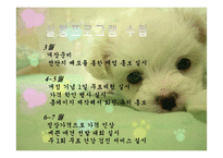 애견 헬스클럽 사업계획서-10