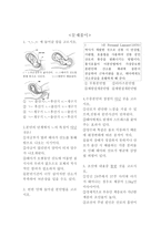 아동발달의 이해 출산과 신생아-7
