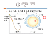 태내기와 신생아기-4
