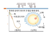 태내기와 신생아기-13