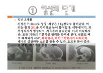 태내기와 신생아기-19