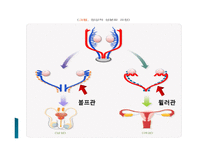간호학 생식기 구조이상 생식기 기형 성선 발육장애 자궁의 위치 이상-5
